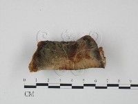 登錄號:F0008114藏品圖，第3張