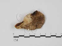 登錄號:F0008115藏品圖，第1張