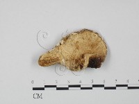 登錄號:F0008115藏品圖，第3張