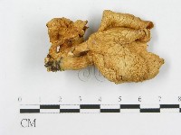 登錄號:F0008116藏品圖，第1張