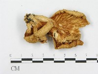 登錄號:F0008116藏品圖，第3張