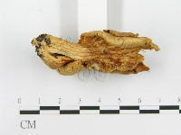 登錄號:F0008116藏品圖，第4張