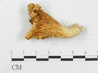 登錄號:F0008117藏品圖，第1張