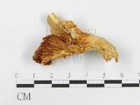 登錄號:F0008117藏品圖，第3張