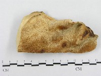 登錄號:F0008120藏品圖，第1張