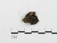 登錄號:F0008125藏品圖，第1張