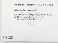 裂褶菌藏品圖，第2張