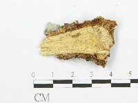 裂褶菌藏品圖，第3張