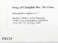 裂褶菌藏品圖，第2張