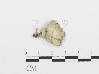 裂褶菌藏品圖，第1張