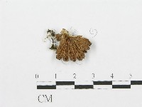 裂褶菌藏品圖，第3張