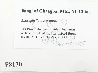 裂褶菌藏品圖，第2張