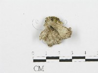 裂褶菌藏品圖，第1張