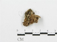 裂褶菌藏品圖，第3張