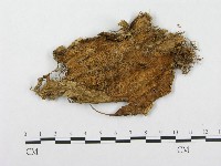 登錄號:F0008136藏品圖，第1張