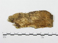 登錄號:F0008137藏品圖，第1張