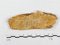 登錄號:F0008140藏品圖，第1張