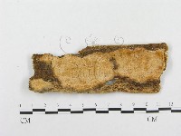 登錄號:F0008141藏品圖，第1張