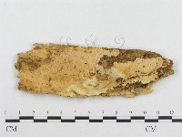 登錄號:F0008142藏品圖，第1張