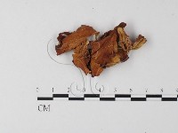 登錄號:F0008148藏品圖，第1張