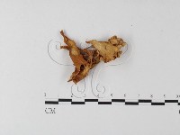 登錄號:F0008149藏品圖，第1張