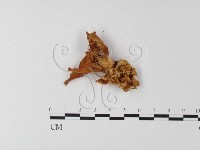 登錄號:F0008149藏品圖，第3張