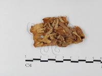 登錄號:F0008150藏品圖，第1張