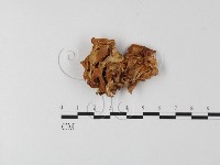 登錄號:F0008151藏品圖，第1張