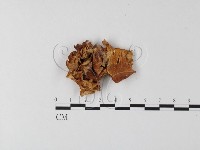 登錄號:F0008151藏品圖，第3張