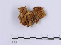 登錄號:F0008151藏品圖，第4張