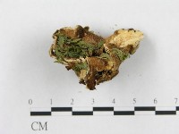 登錄號:F0008152藏品圖，第4張