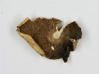 登錄號:F0008156藏品圖，第1張