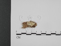 登錄號:F0008165藏品圖，第1張