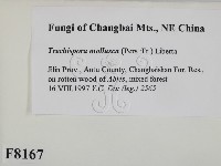 登錄號:F0008167藏品圖，第2張