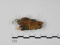 登錄號:F0008169藏品圖，第1張