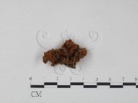 登錄號:F0008170藏品圖，第1張