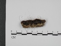 登錄號:F0008171藏品圖，第1張