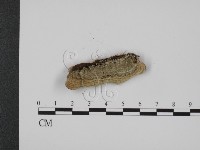 登錄號:F0008171藏品圖，第3張