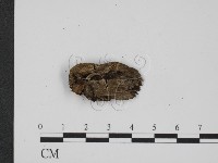 登錄號:F0008175藏品圖，第1張