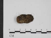 登錄號:F0008175藏品圖，第3張