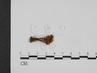 登錄號:F0008179藏品圖，第1張