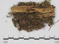 登錄號:F0008180藏品圖，第1張