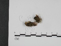 登錄號:F0008181藏品圖，第1張