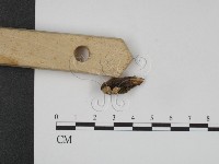 登錄號:F0008181藏品圖，第3張