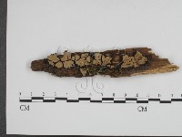 登錄號:F0008182藏品圖，第1張