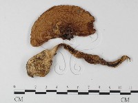 登錄號:F0008183藏品圖，第1張