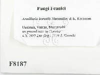 登錄號:F0008187藏品圖，第2張