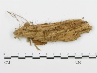 登錄號:F0008189藏品圖，第3張