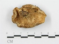 登錄號:F0008190藏品圖，第1張