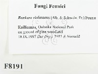 登錄號:F0008191藏品圖，第2張